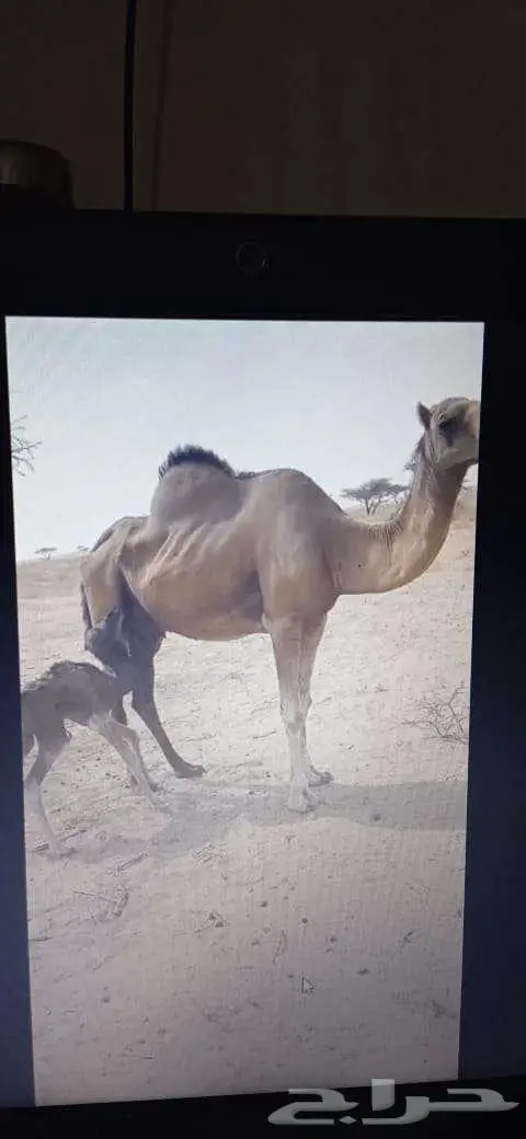 ناقة خلفة للبيع بالقنفذة 0