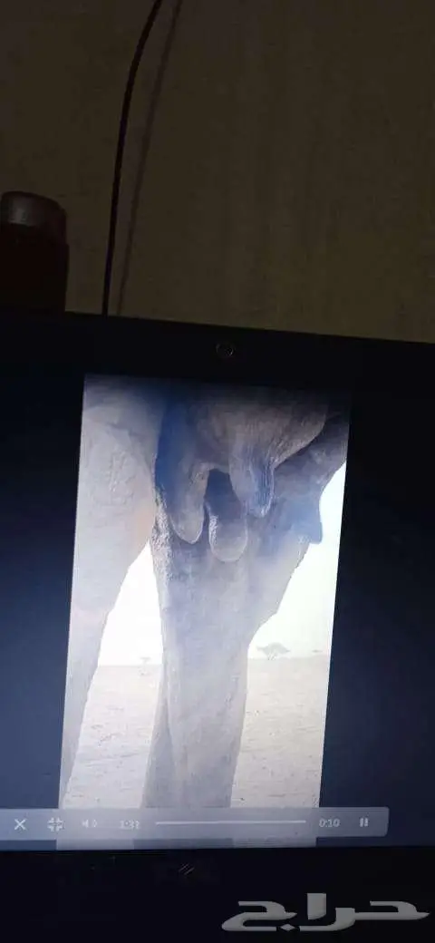 ناقة خلفة للبيع بالقنفذة 2