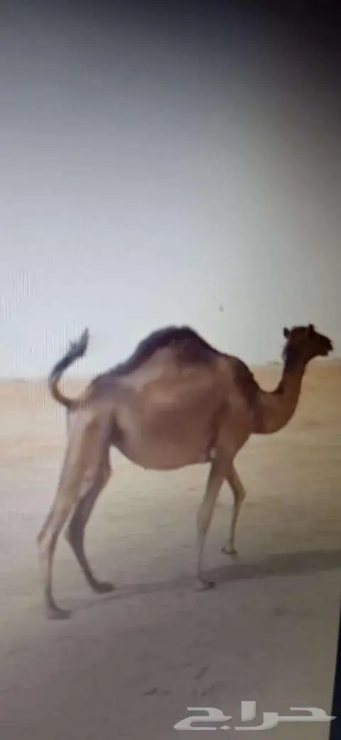 بكره للبيع بالقنفذة 3