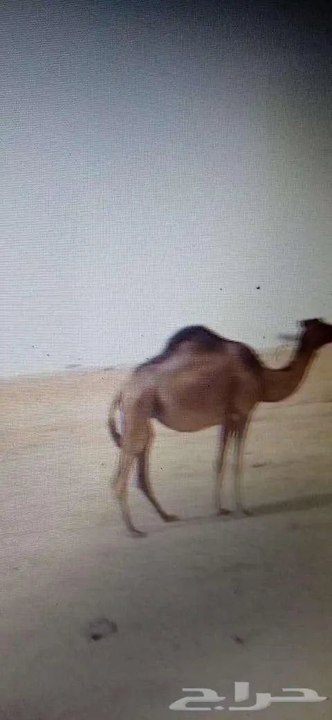 بكره للبيع بالقنفذة 2