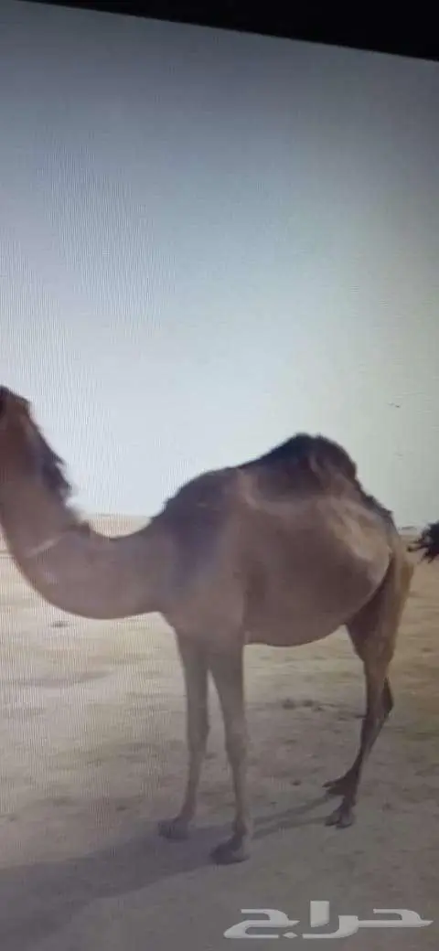 بكره للبيع بالقنفذة 6