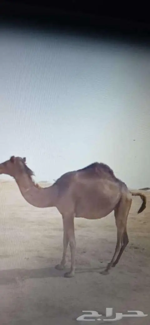 بكره للبيع بالقنفذة 5