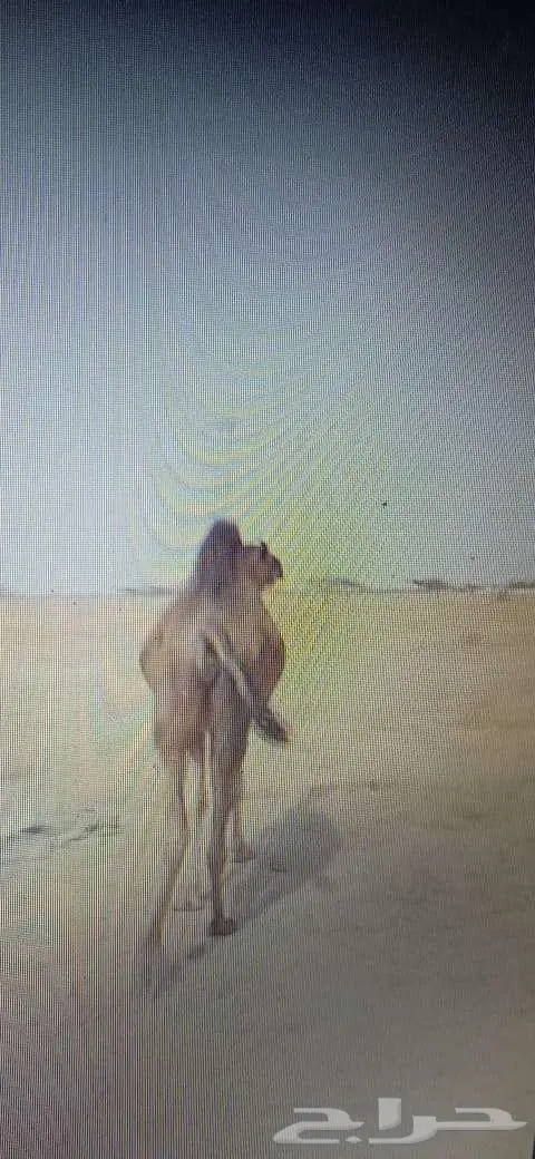بكره للبيع بالقنفذة 4