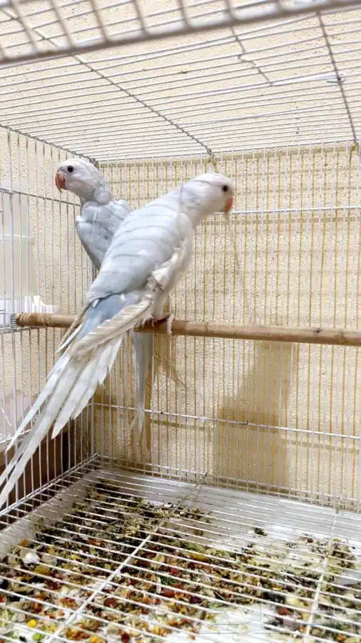 للبيع ببغاء درة هولندي عمرهم تقريبا  4 شهور 0