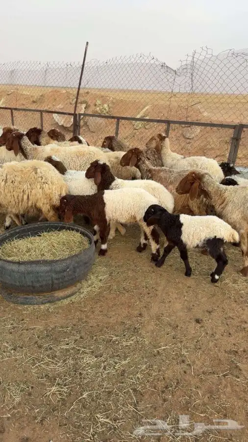 نعيم خلفات. 17 تحتها 17 7