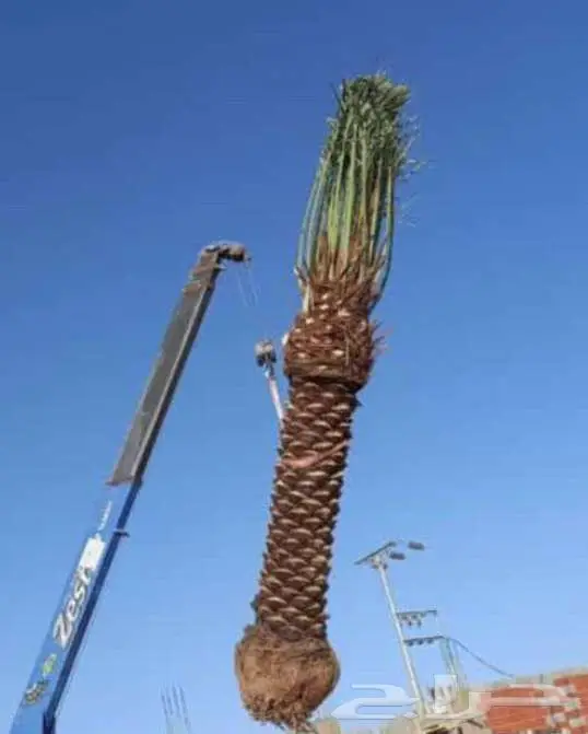 نخل واشنطني واشنطونيا ابو مروحه 3