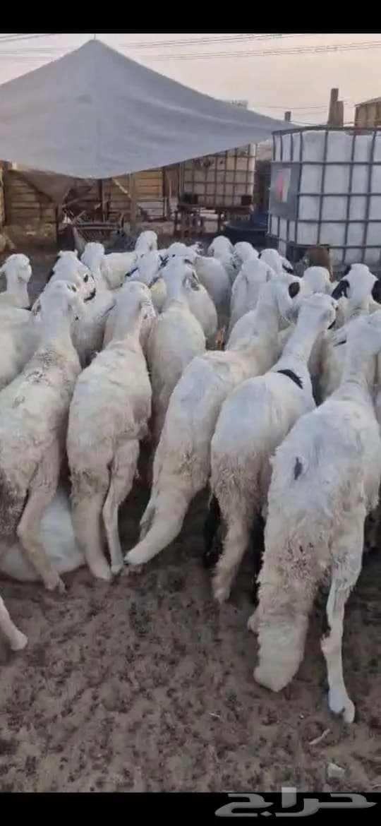 ذببايح بريه على الشرط 7