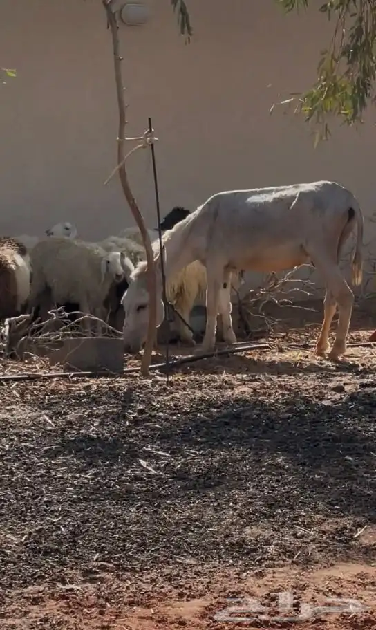 للبيع حمار مرياع شرط 2