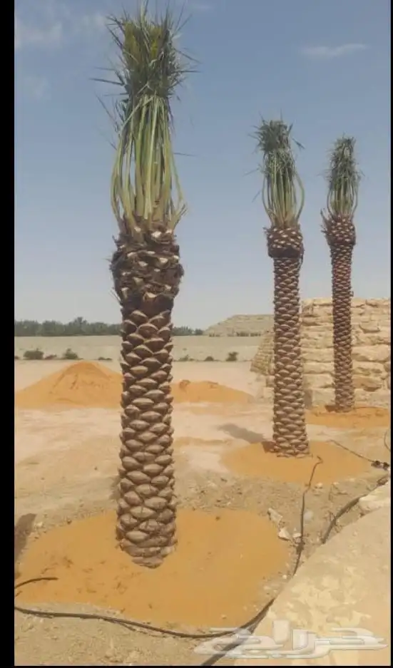 نخيل واشنطنيا ونخيل عربي مثمر 5