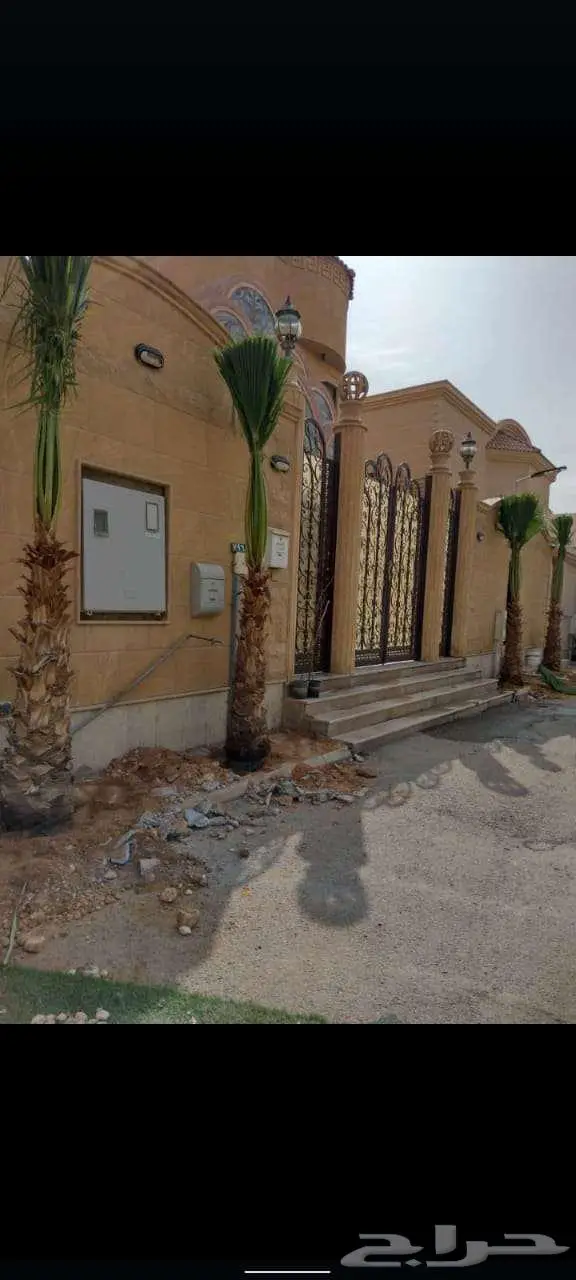 نخل واشنطني زينه اشجار نخل زينه وثيل جميع المقسات متوفره 4