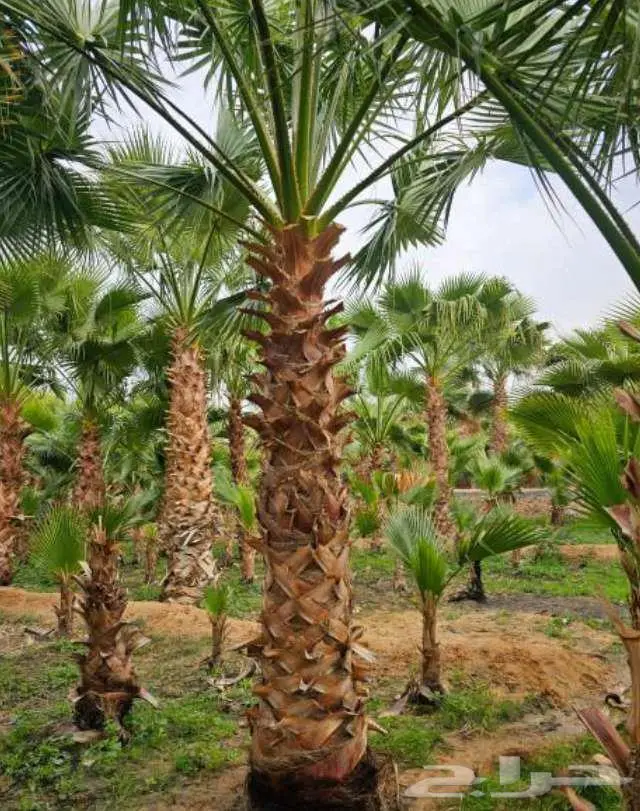 نخل واشنطني واشنطونيا ابو مروحه 13