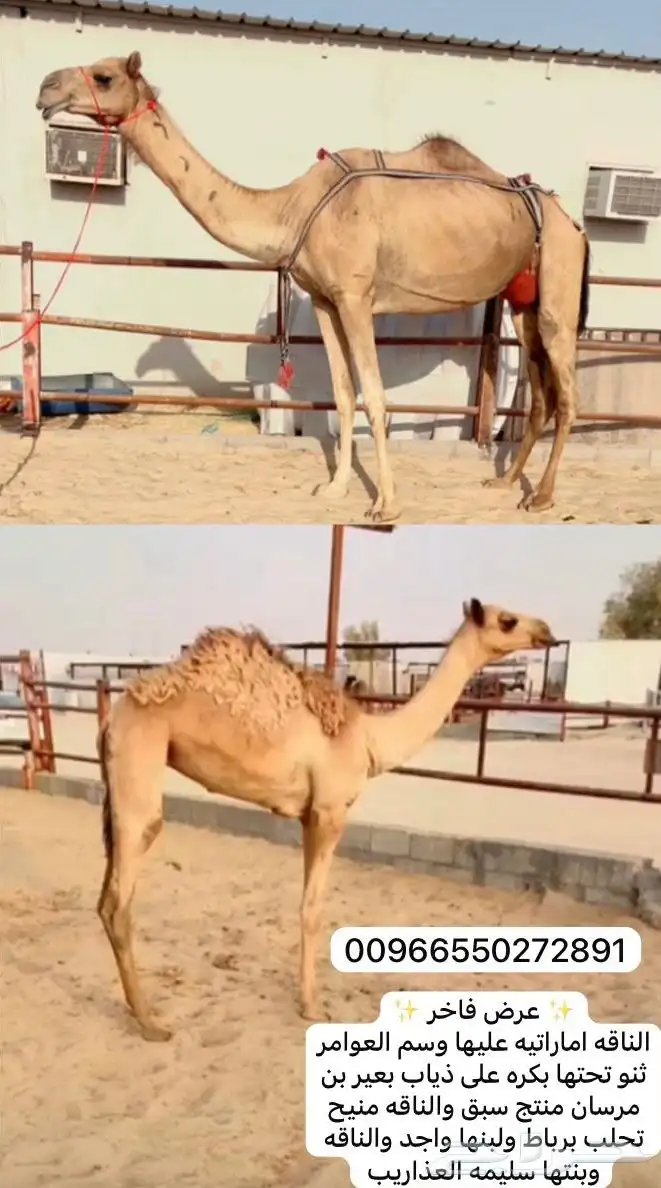 خلفه منيح ولبنها واجد وتحتها بكره على ذياب بن مرسان 0
