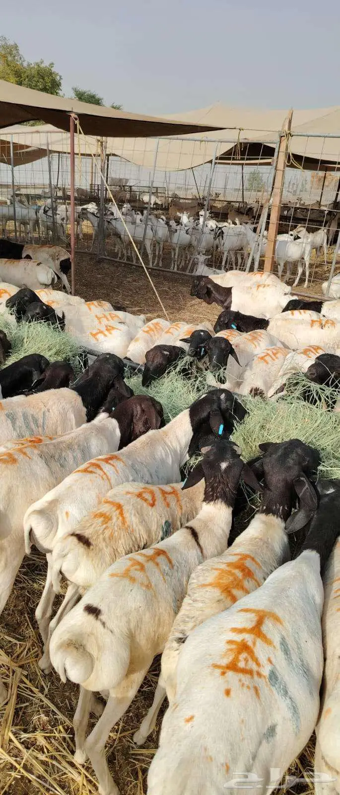 بربري وسواكن ونعيمي مربي بسعر الجمله 4
