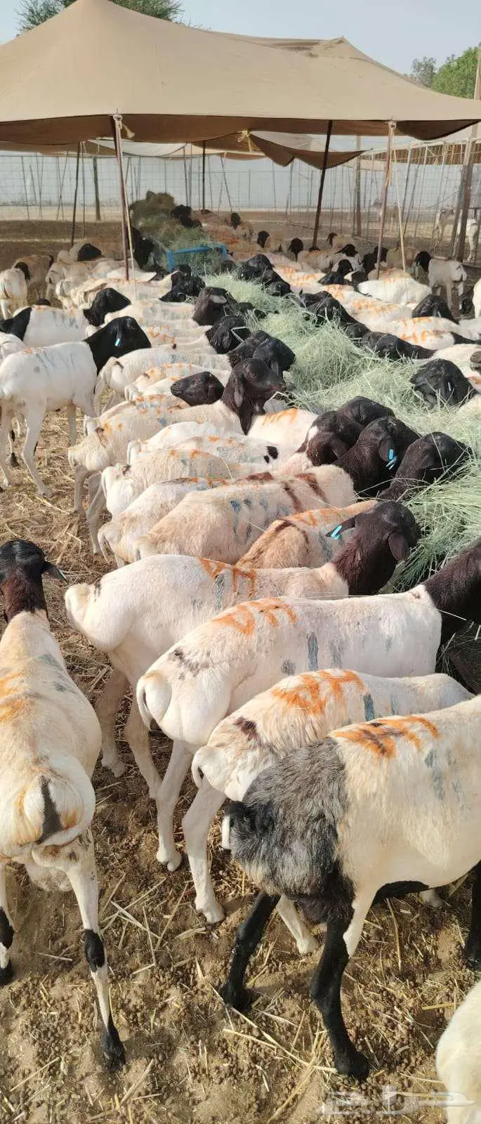بربري وسواكن ونعيمي مربي بسعر الجمله 7