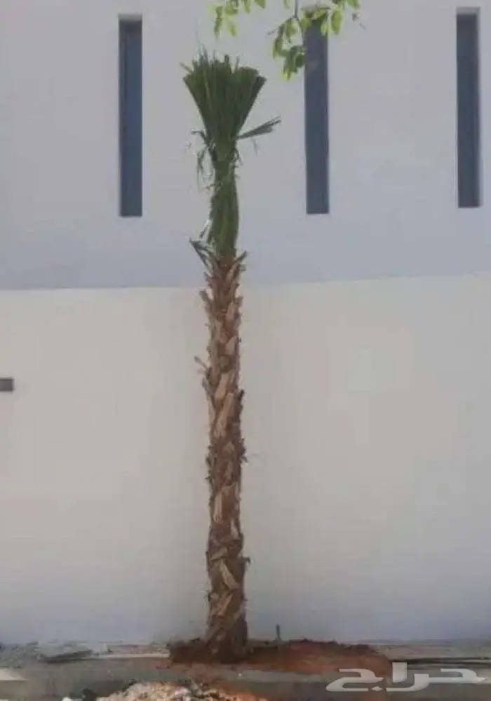 نخل واشنطني واشنطونيا ابو مروحه 10