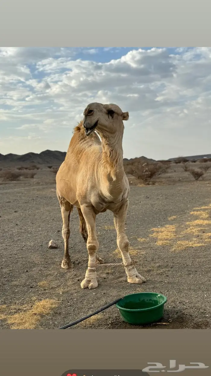 فحل للبيع اوضح كفوو 1