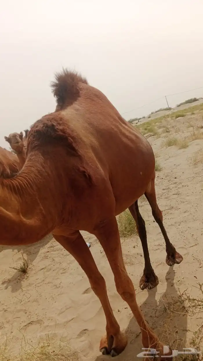 بكره ملاقي 1