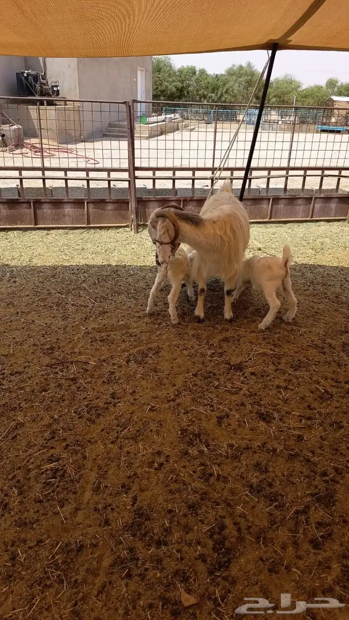 عنز معها تيسين 0