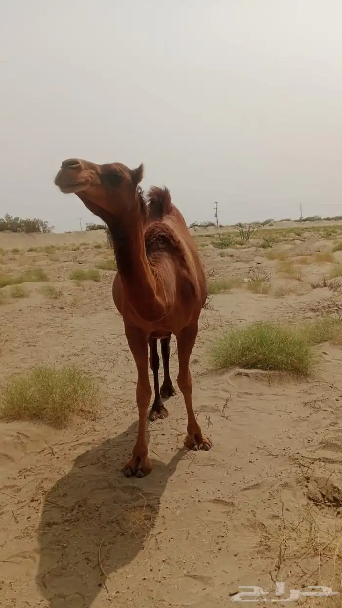 بكره ملاقي 4