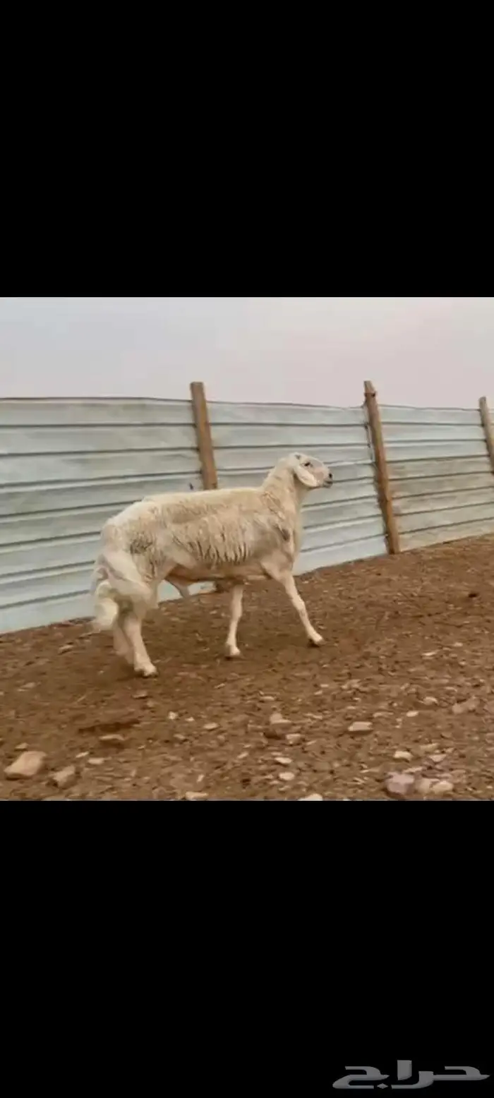 فحل حري تام طيب شرط القريع وسالم المالطيه 7