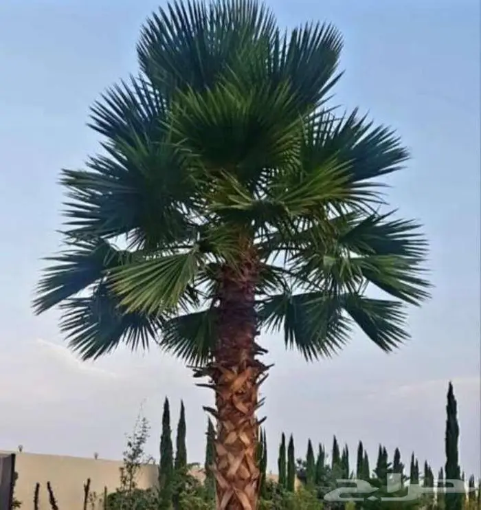 نخل واشنطني واشنطونيا ابو مروحه 0
