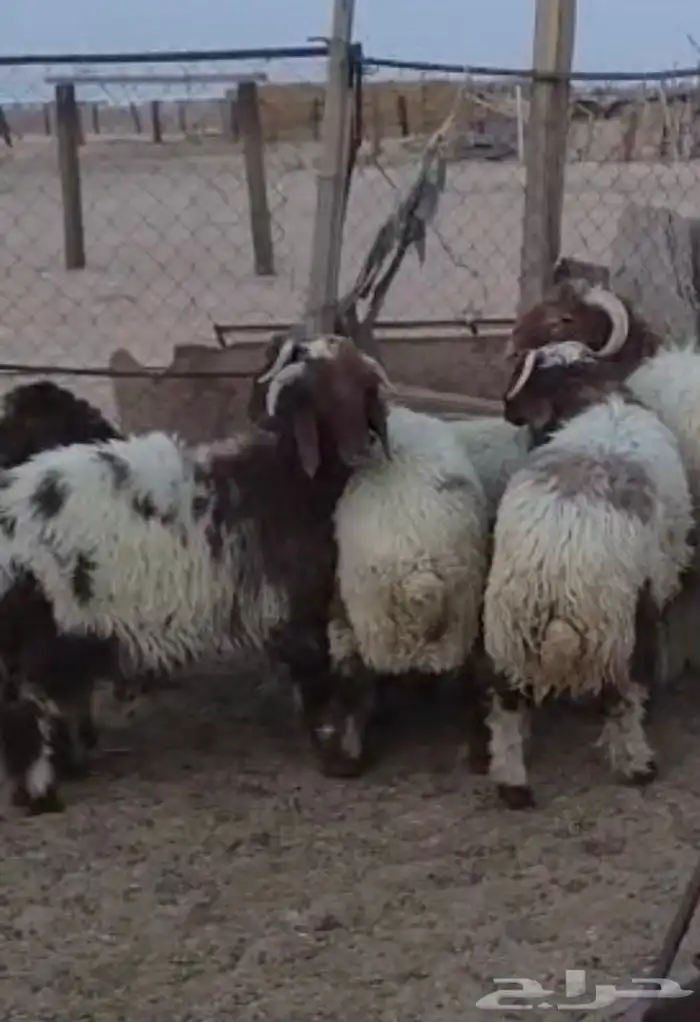 خرفان طيبه 0