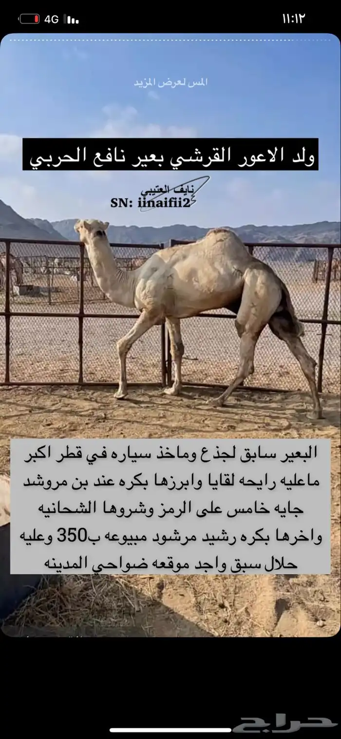 ناقه هجن شيخه شكل وسلاله ولقحه من بعير منتج 1