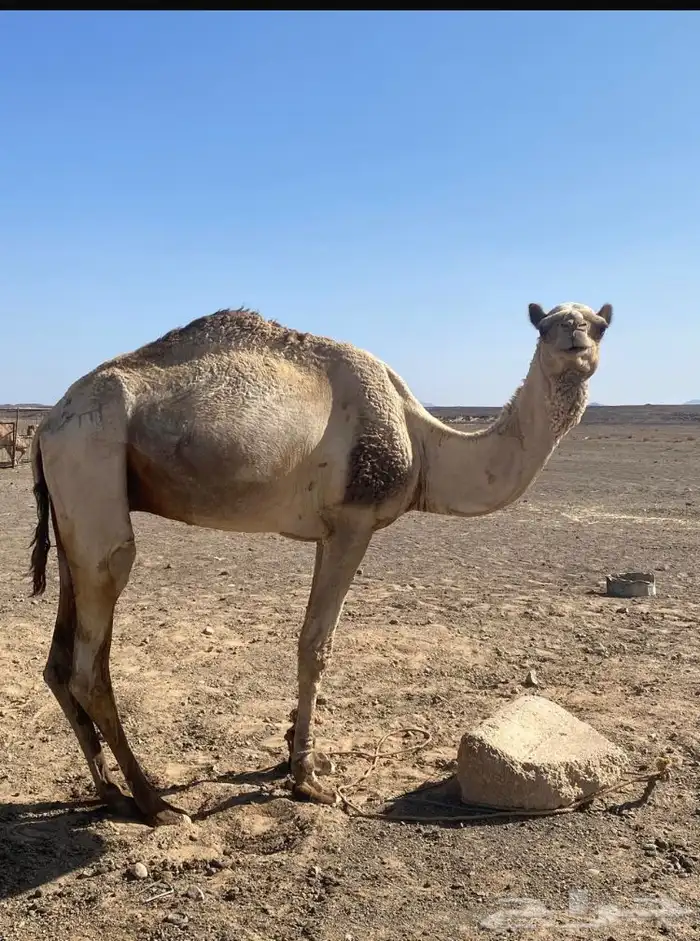 جمل طابه على الشرط 0