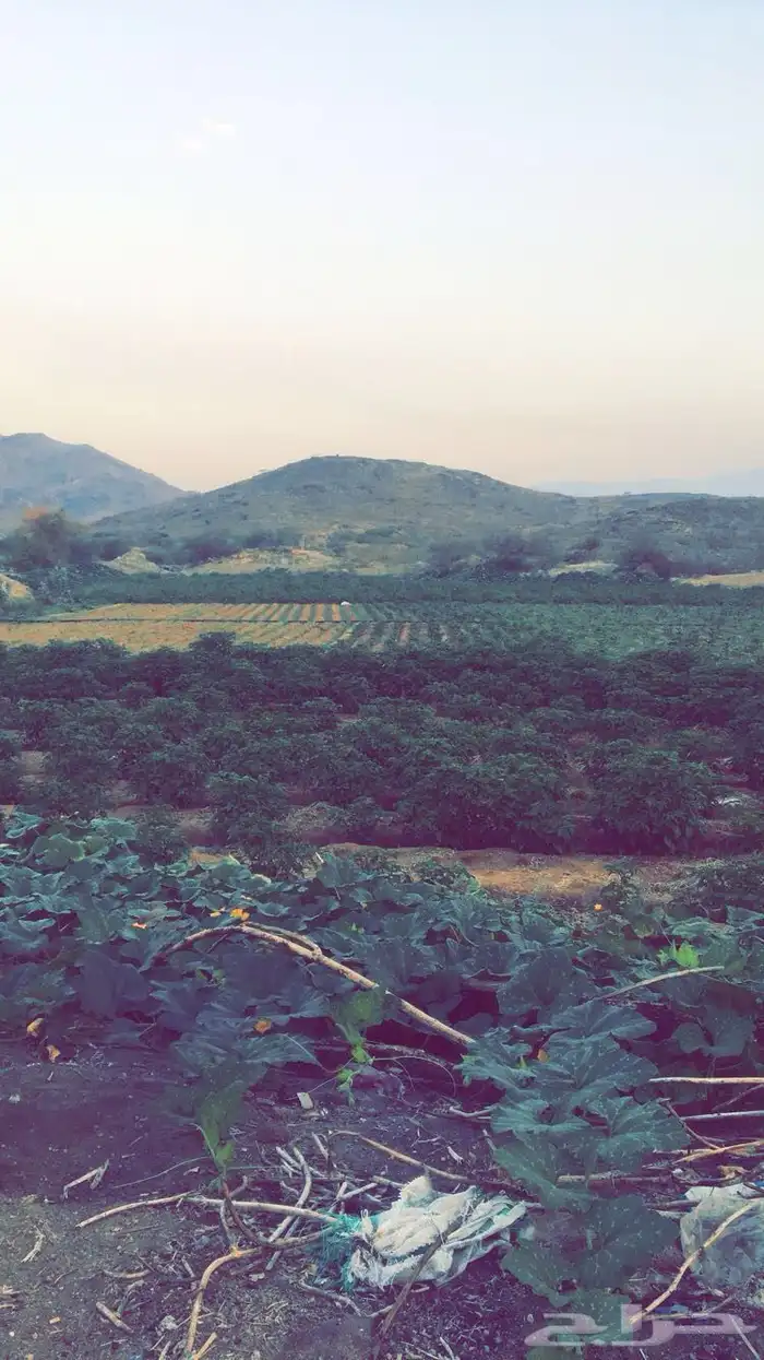 مزرعه بوادي نعمان بصك زراعي 0