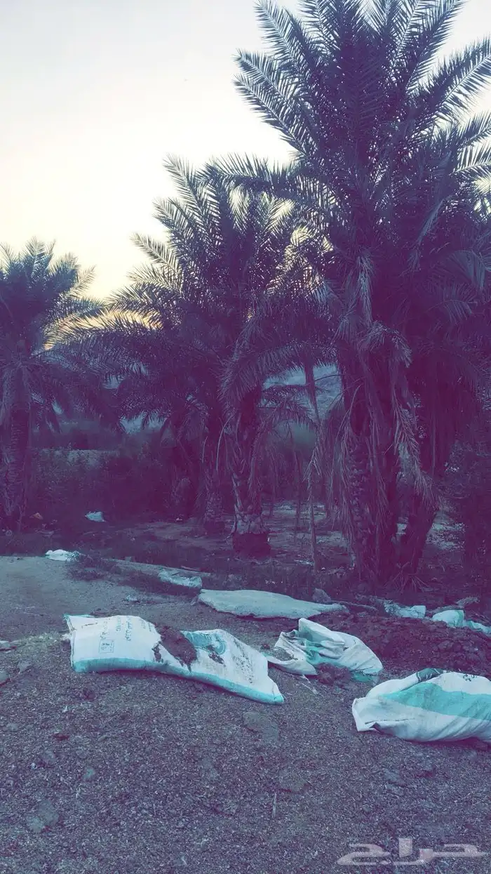 مزرعه بوادي نعمان بصك زراعي 1