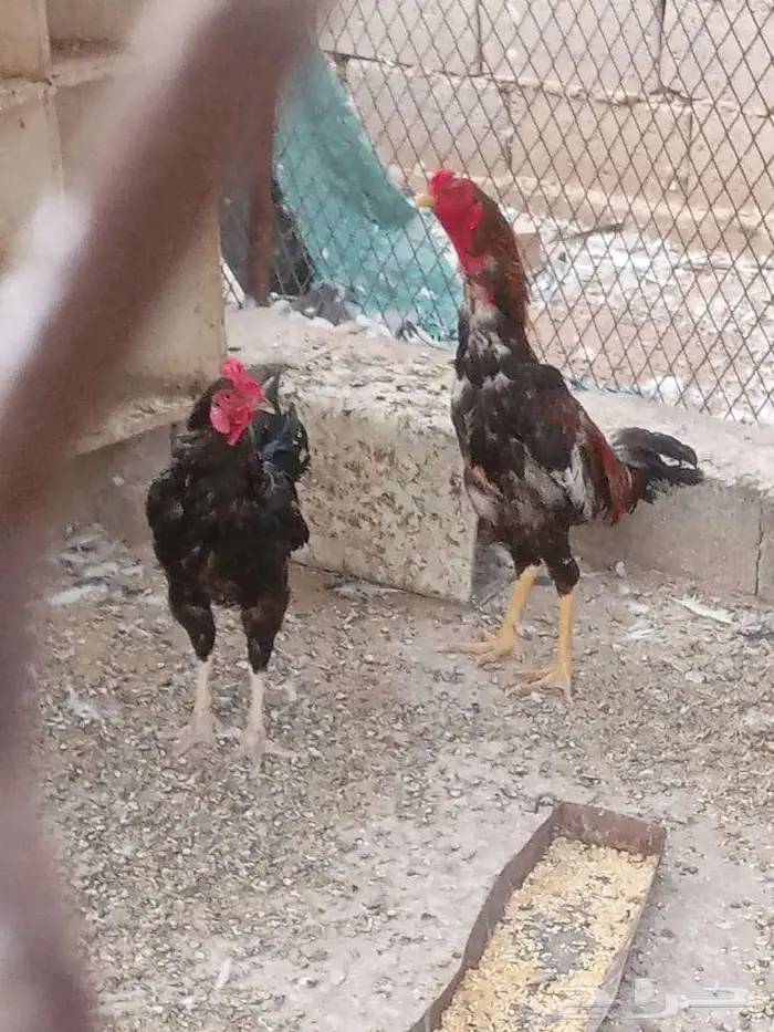 2 ديك باكستاني 1 تركي 0