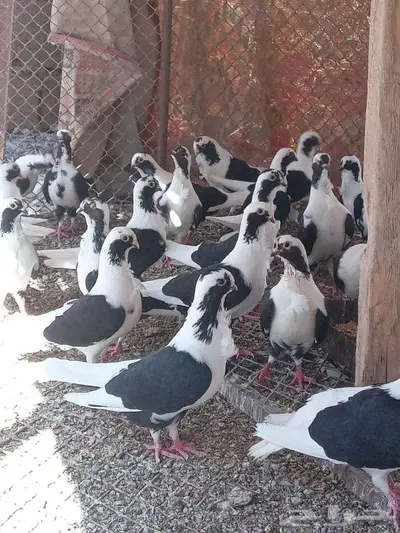 حمام بربريسي 0