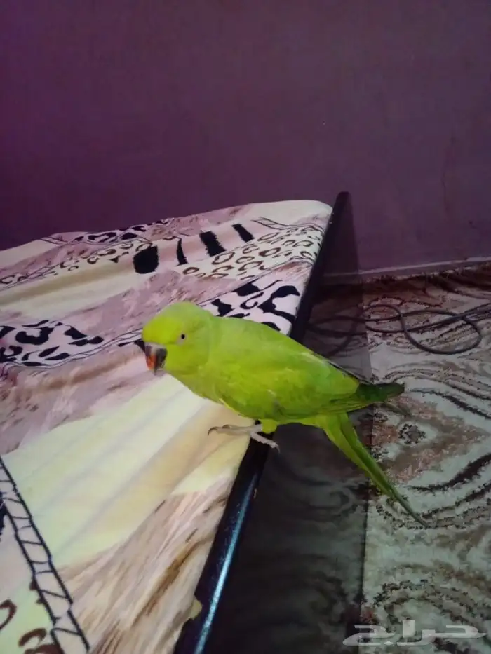 دره للبيع 1