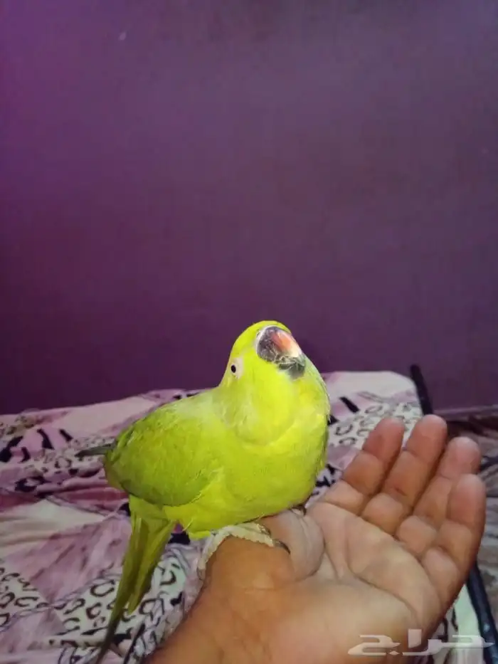 دره للبيع 3