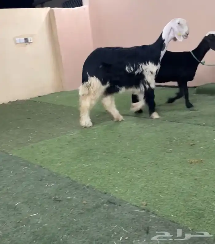 رخال نجد 1