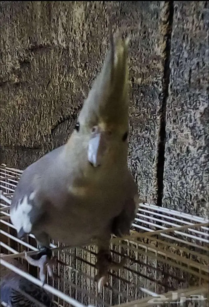 ببغاء كروان للبيع 0