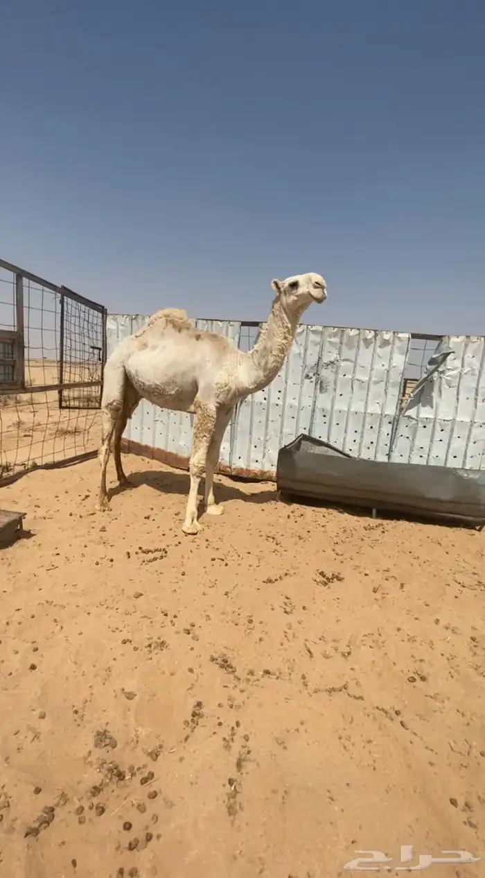 للبيع قعود كفو 0