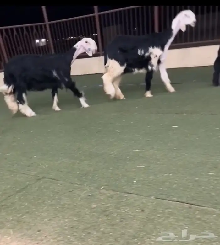 رخال نجد 2