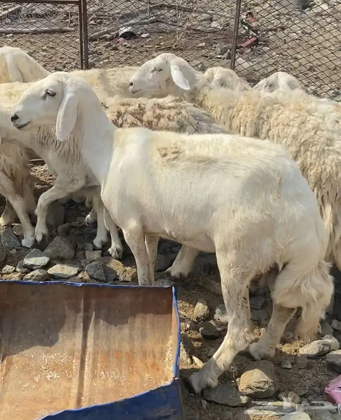 ضان حرش جروم للبيع 2