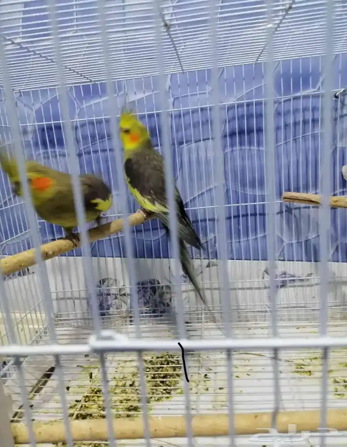 السلام عليكم جوز كروان 2