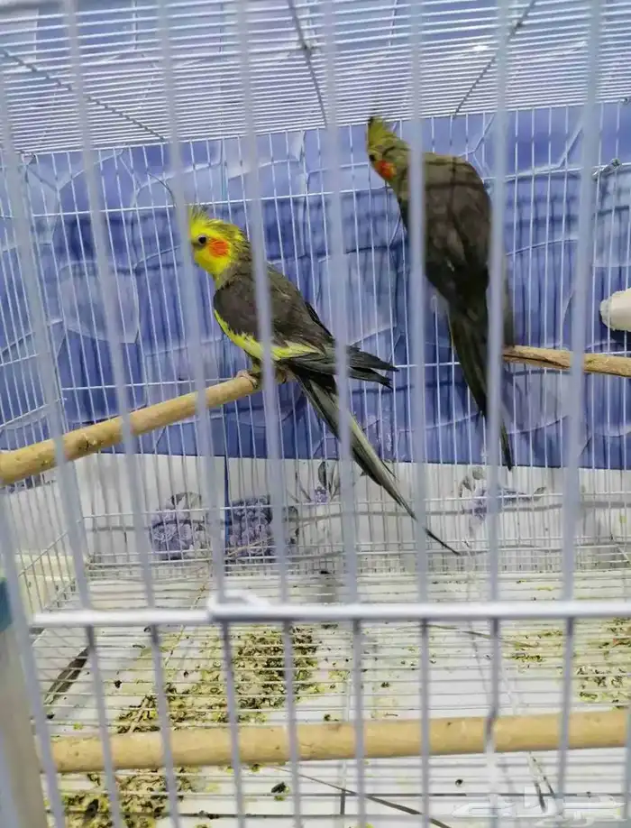 السلام عليكم جوز كروان 1