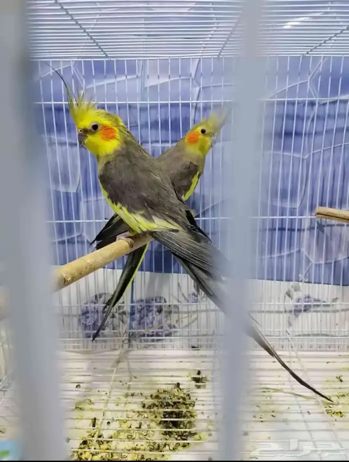 السلام عليكم جوز كروان 0