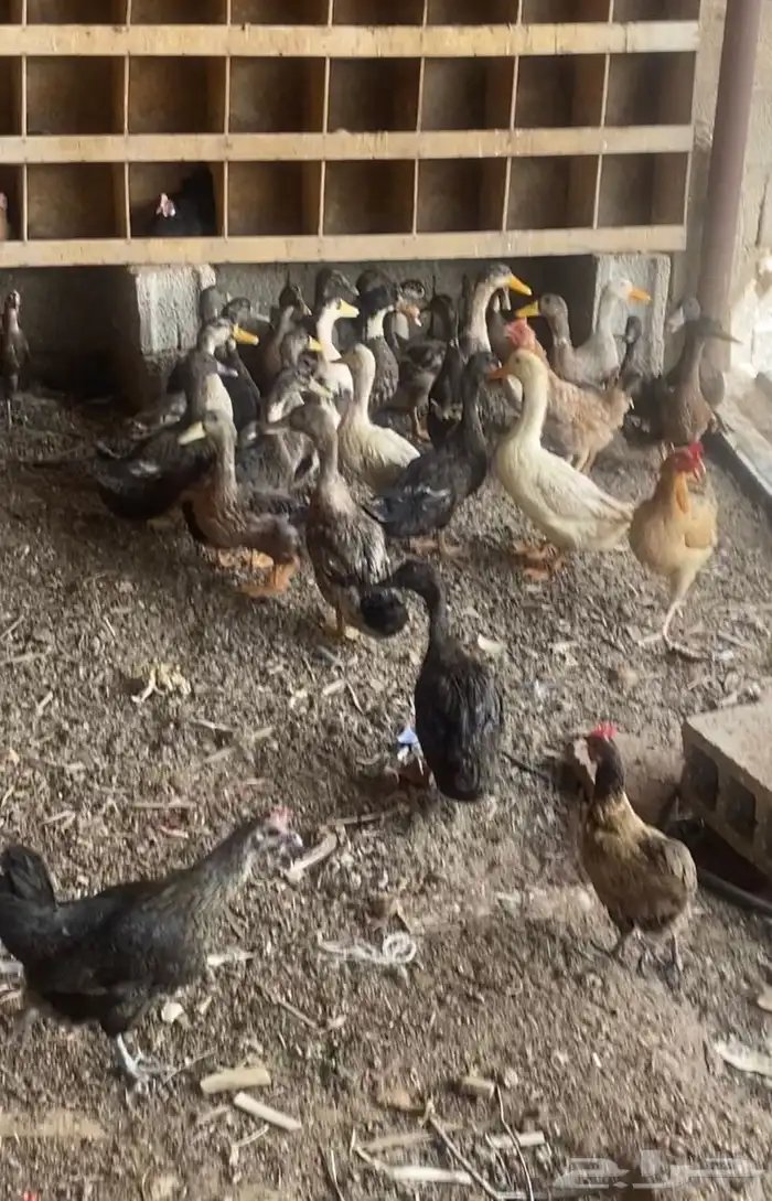 بط 13 جوز شرشير وجوز وفريد بكين 0
