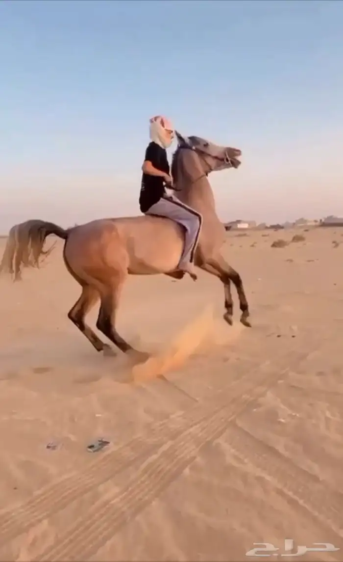 فرس شعبيه كفوو 1