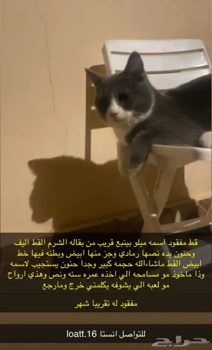 قط مفقود ينبع 0