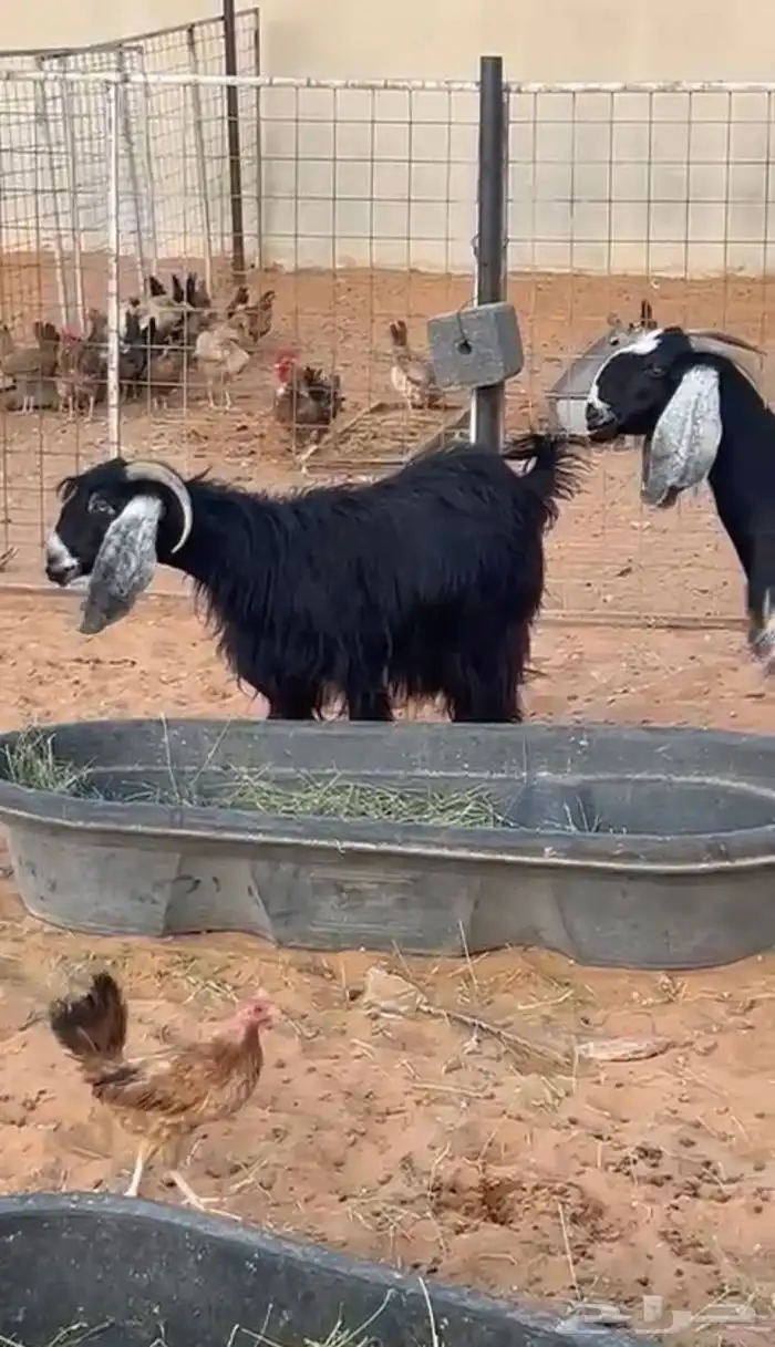 معزا دفيع للبيع 2
