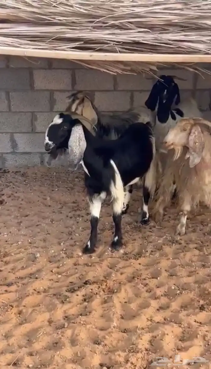 معزا دفيع للبيع 1