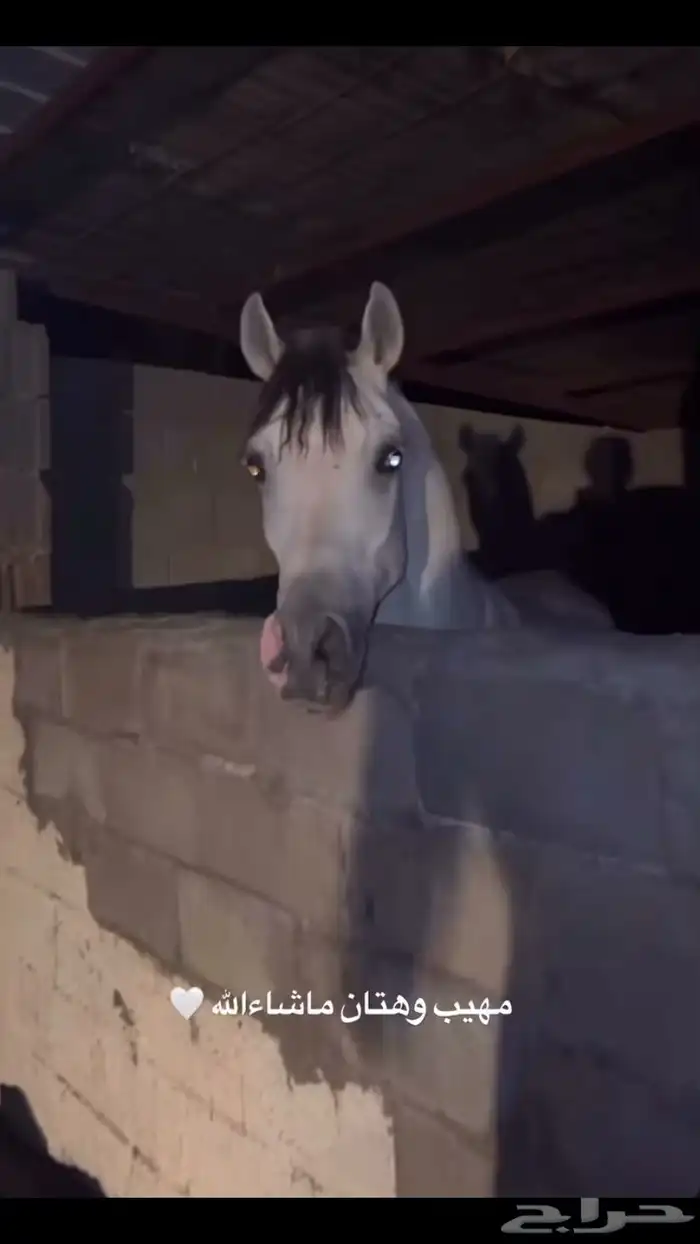 حصان شعبي شيخ 0