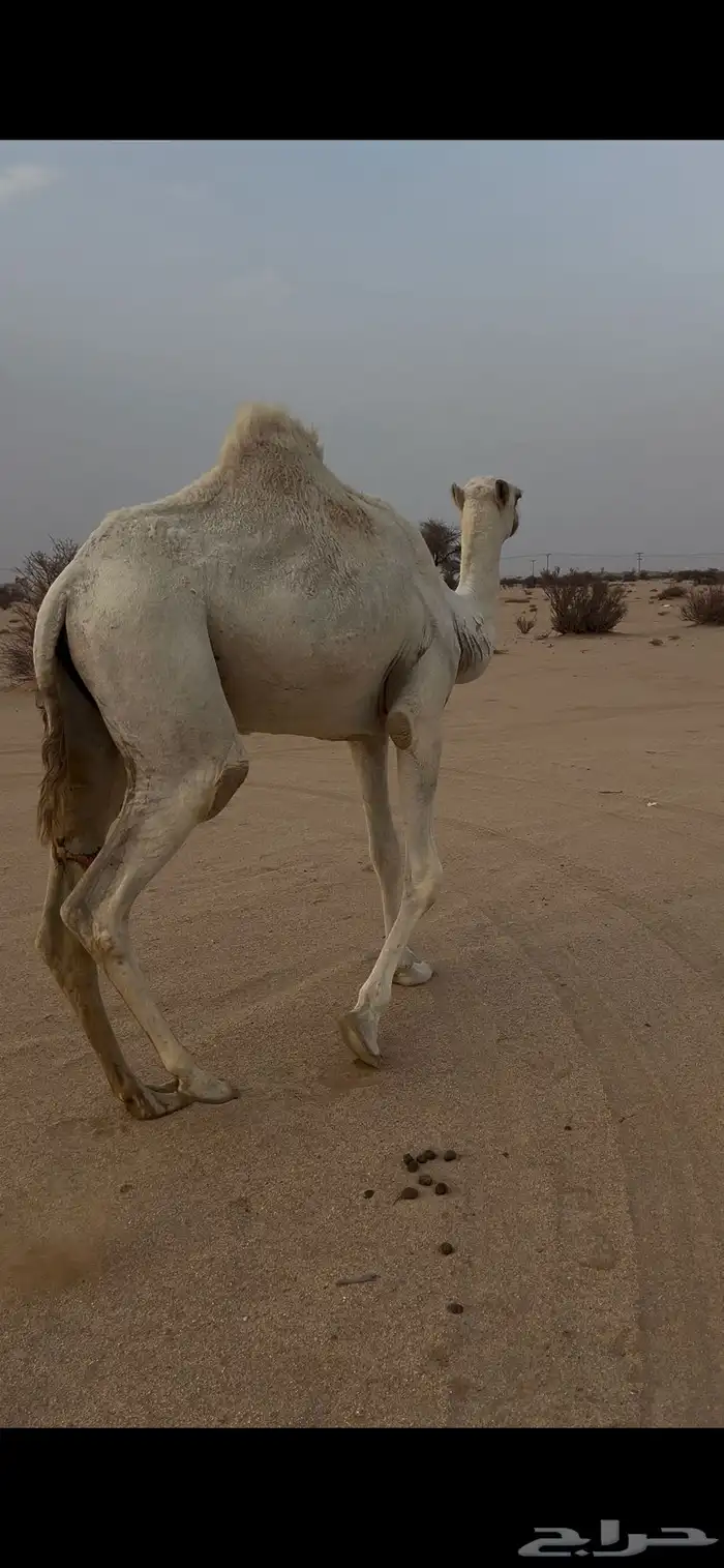 للبيع حقه رمانيه 2