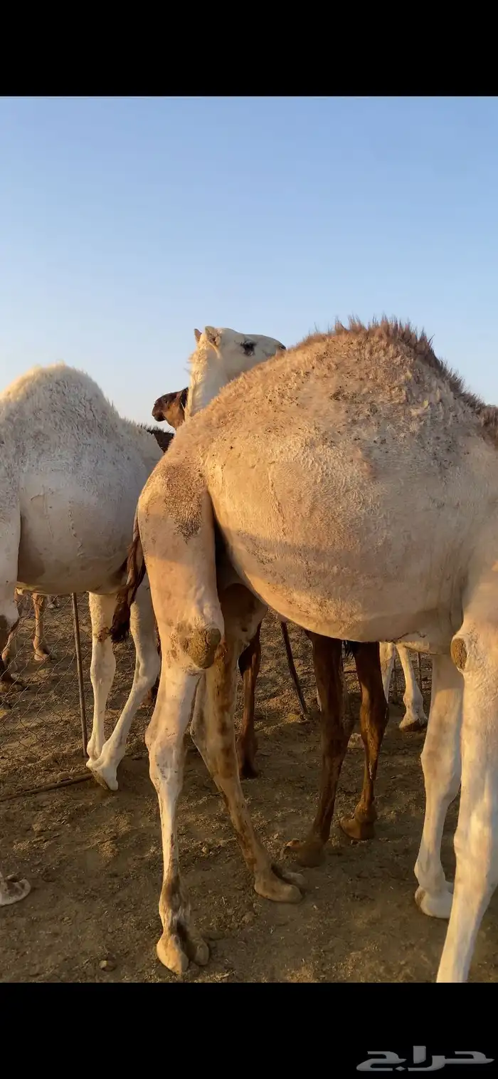 حشو مفاريد فاخره 0
